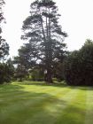 Two hundred year old Black Pine gracing the back of this amenity lawn.